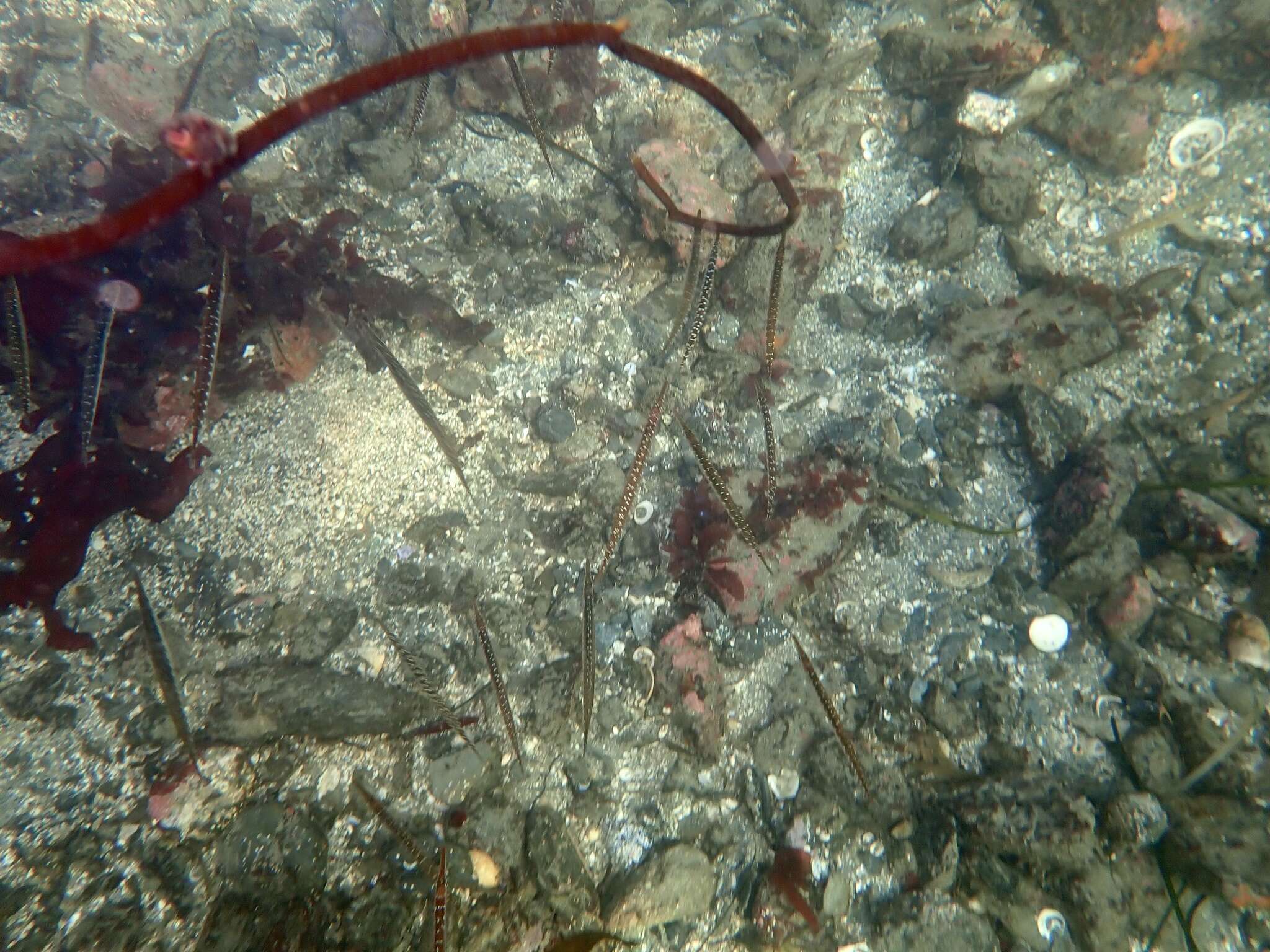 Image of tubesnouts