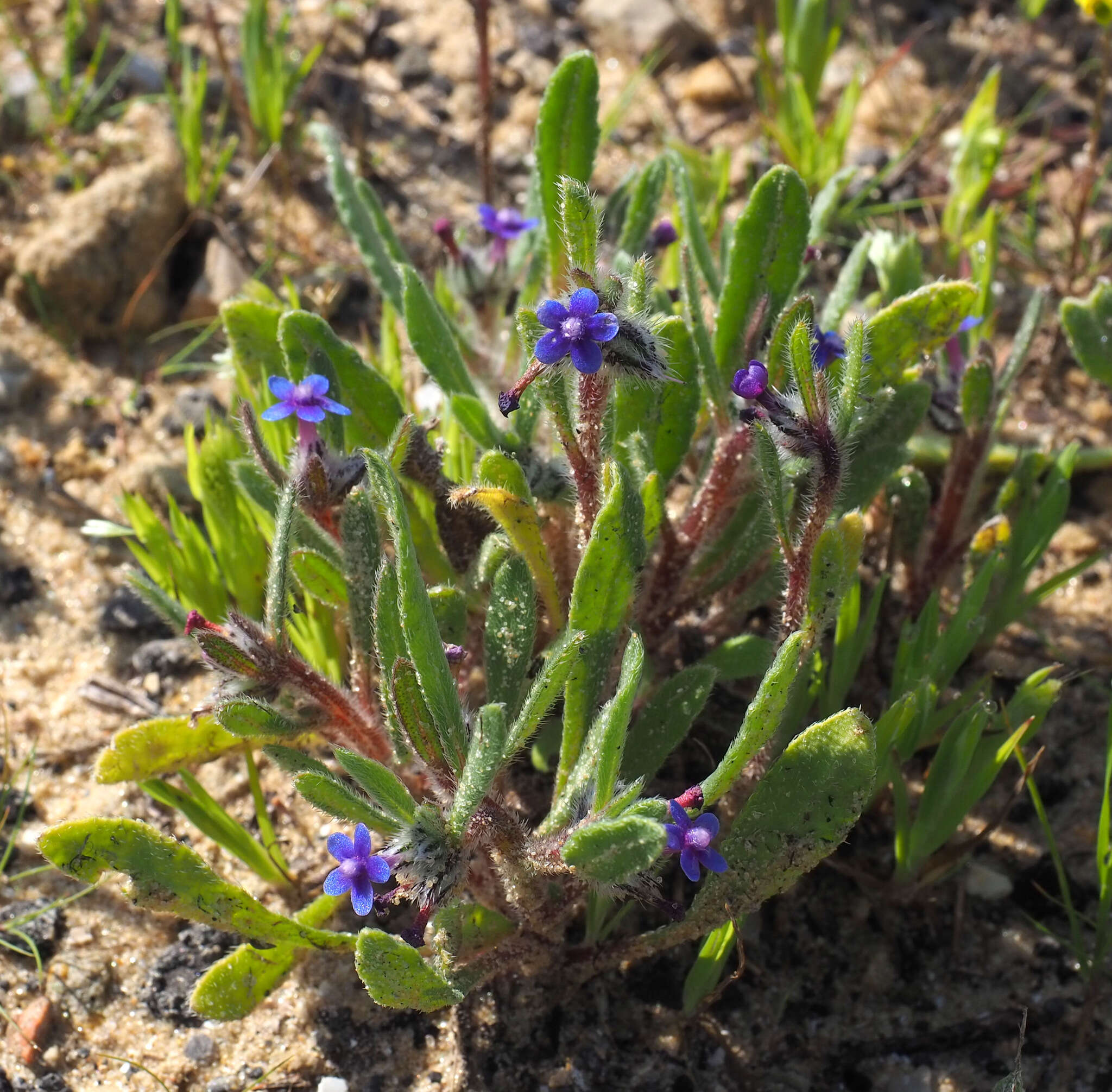 Image of Hormuzakia aggregata (Lehm.) Gusuleac