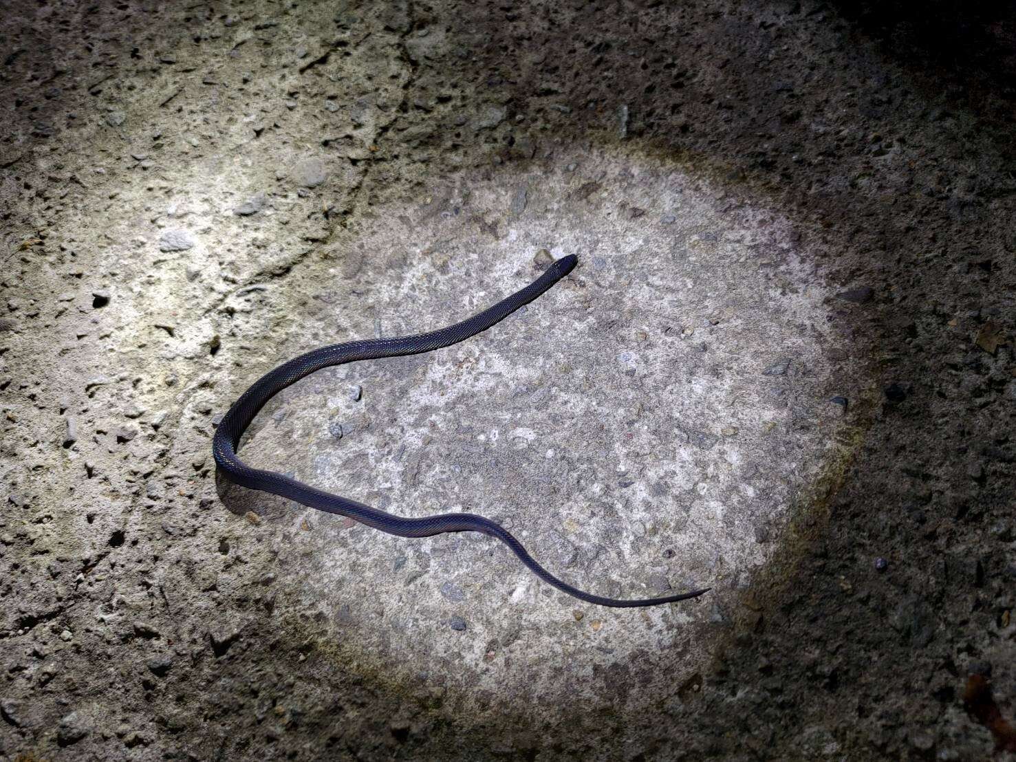 Image of Black Odd-scaled Snake