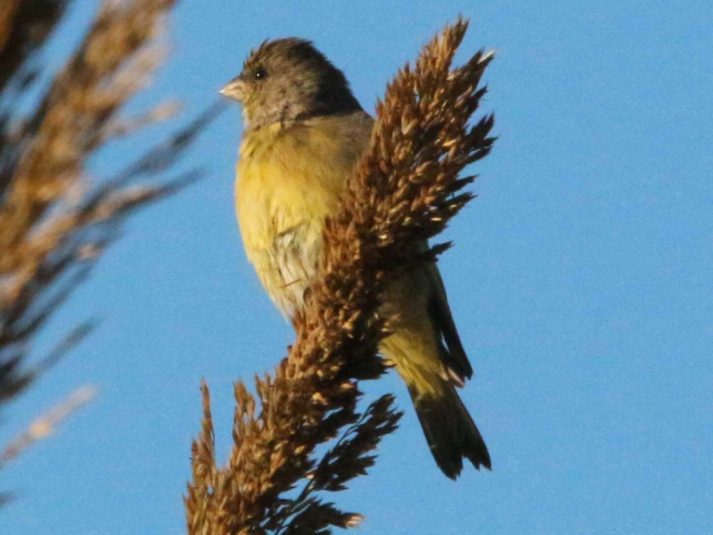 Image of Cape Canary