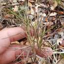 Image of cedar rosette grass