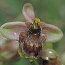 Image of Ophrys sommieri E. G. Camus ex Cortesi