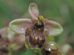 Image of Ophrys sommieri E. G. Camus ex Cortesi