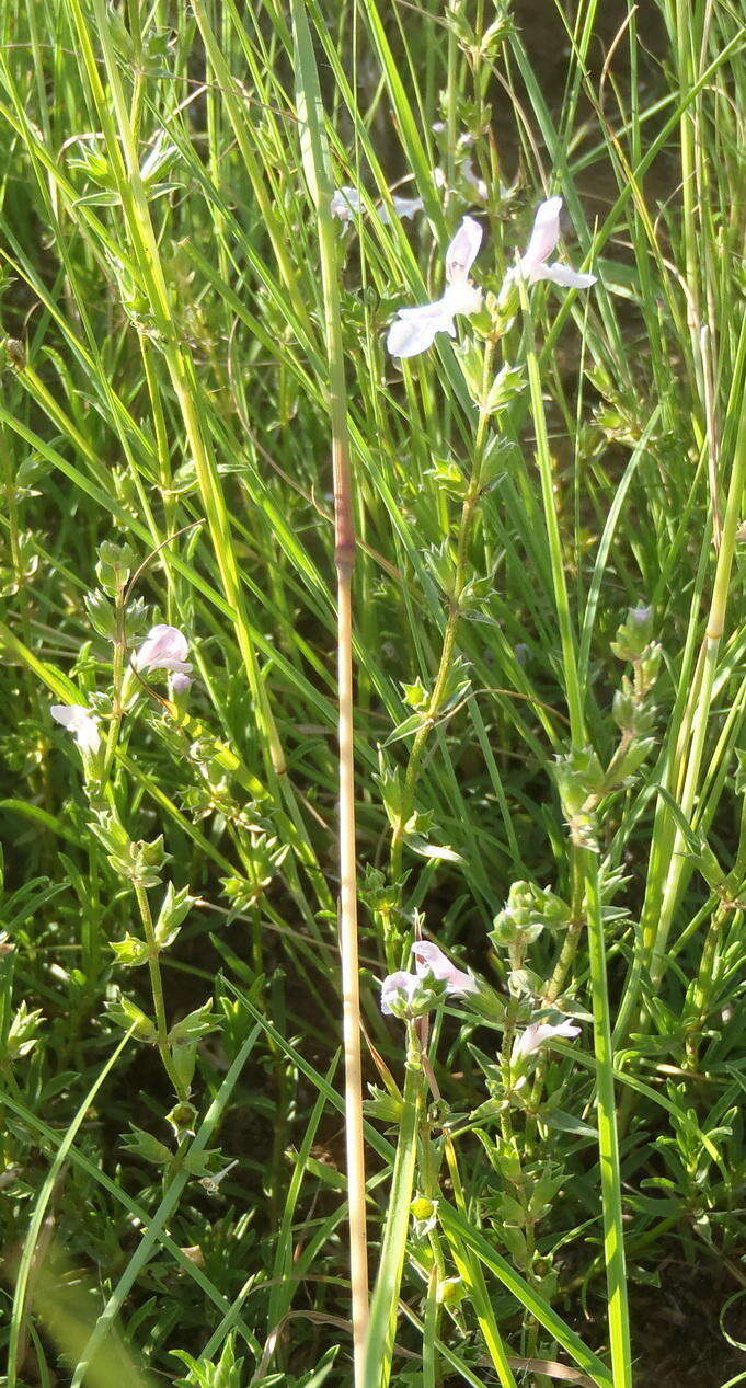 Imagem de Stachys hyssopoides Burch. ex Benth.