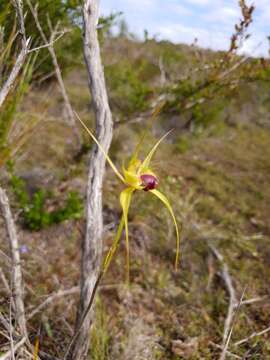 Image of Funnel-web spider orchid