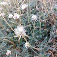 Image of Tridax mexicana A. M. Powell