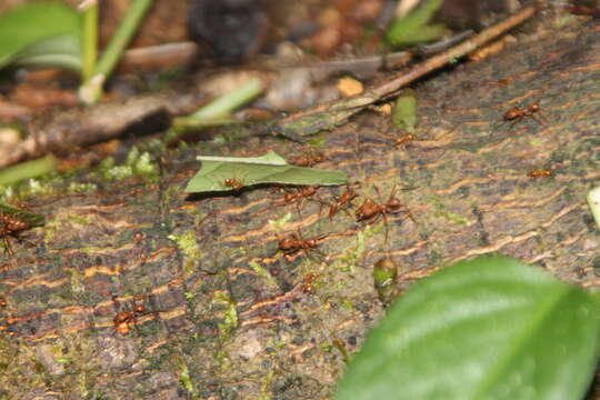 Image of Leaf-cutter ant