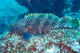 Слика од Epinephelus macrospilos (Bleeker 1855)