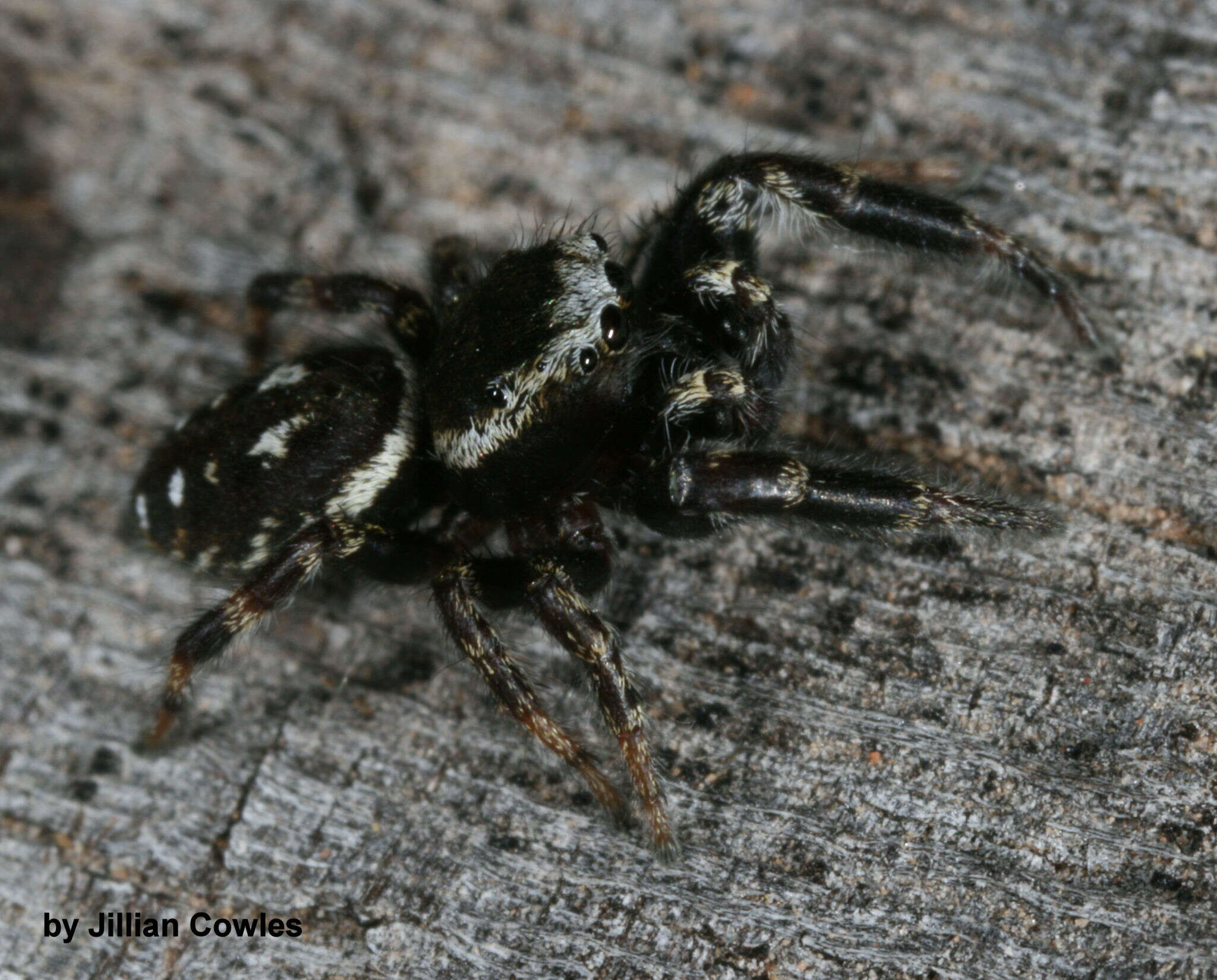 Image of Dendryphantes nigromaculatus (Keyserling 1885)