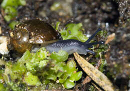 Image of New Zealand microsnails