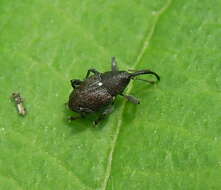 Imagem de Curculio vicetinus Cussigh 1989