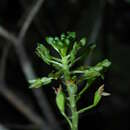 Image of Masson's adder's-mouth orchid