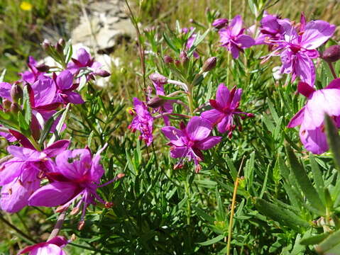 Image of Epilobium fleischeri Hochst.