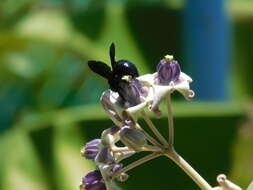 Plancia ëd Xylocopa fenestrata (Fabricius 1798)