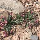 Image of Rusby's milkwort