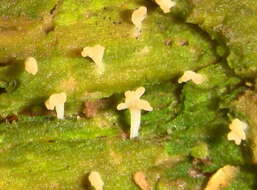Image of club lichen