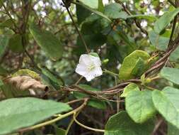 Слика од Jacquemontia nodiflora (Desr.) G. Don