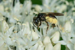 Image of Andrena integra Smith 1853