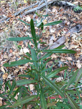 Image of bushy St. Johnswort