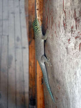 Image of Standing's Day Gecko