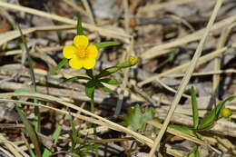 Image of Ranunculus monophyllus Ovcz.