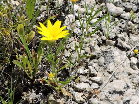 Image of Drummond's sleepydaisy