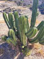 Image of Myrtillocactus schenckii (J. A. Purpus) Britton & Rose