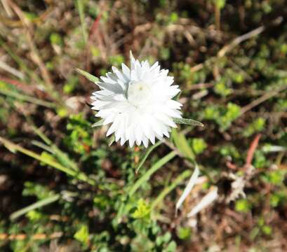 Слика од Helichrysum leucopsideum DC.