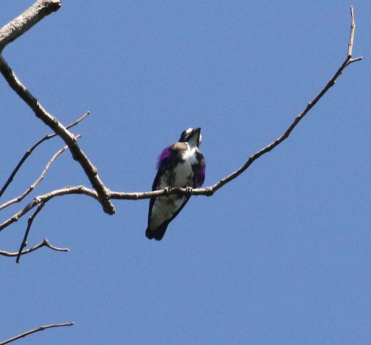 Image of White-browed Purpletuft