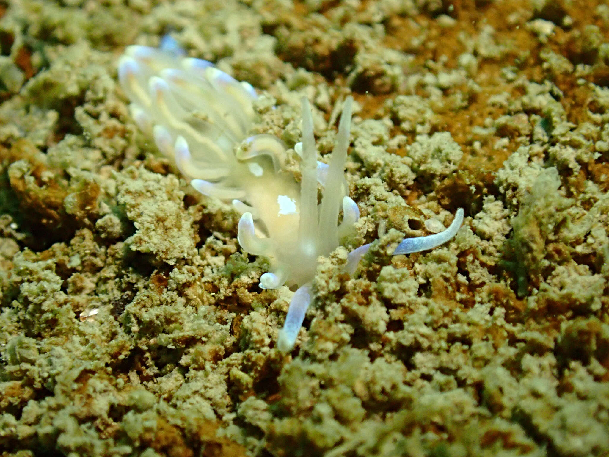 Imagem de Phyllodesmium opalescens Rudman 1991