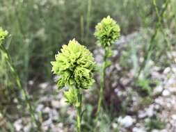 Plancia ëd <i>Solidago virgata</i>