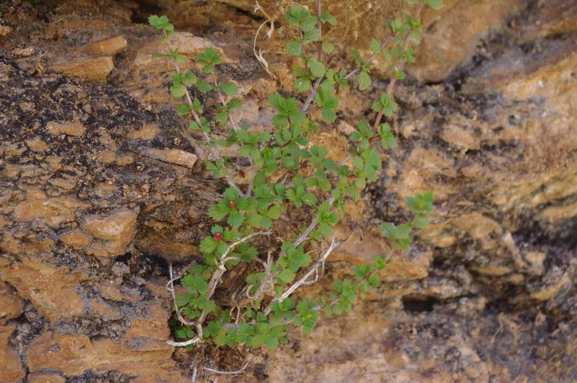 Image de Myrothamnus flabellifolius (Sond.) Welw.