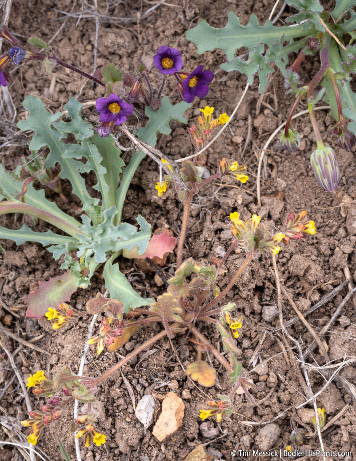 Image of Mono phacelia