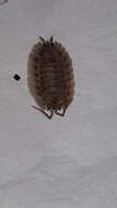 Image of Porcellio spatulatus Costa 1882