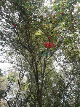 Image of Crataegus lindenii Stapf