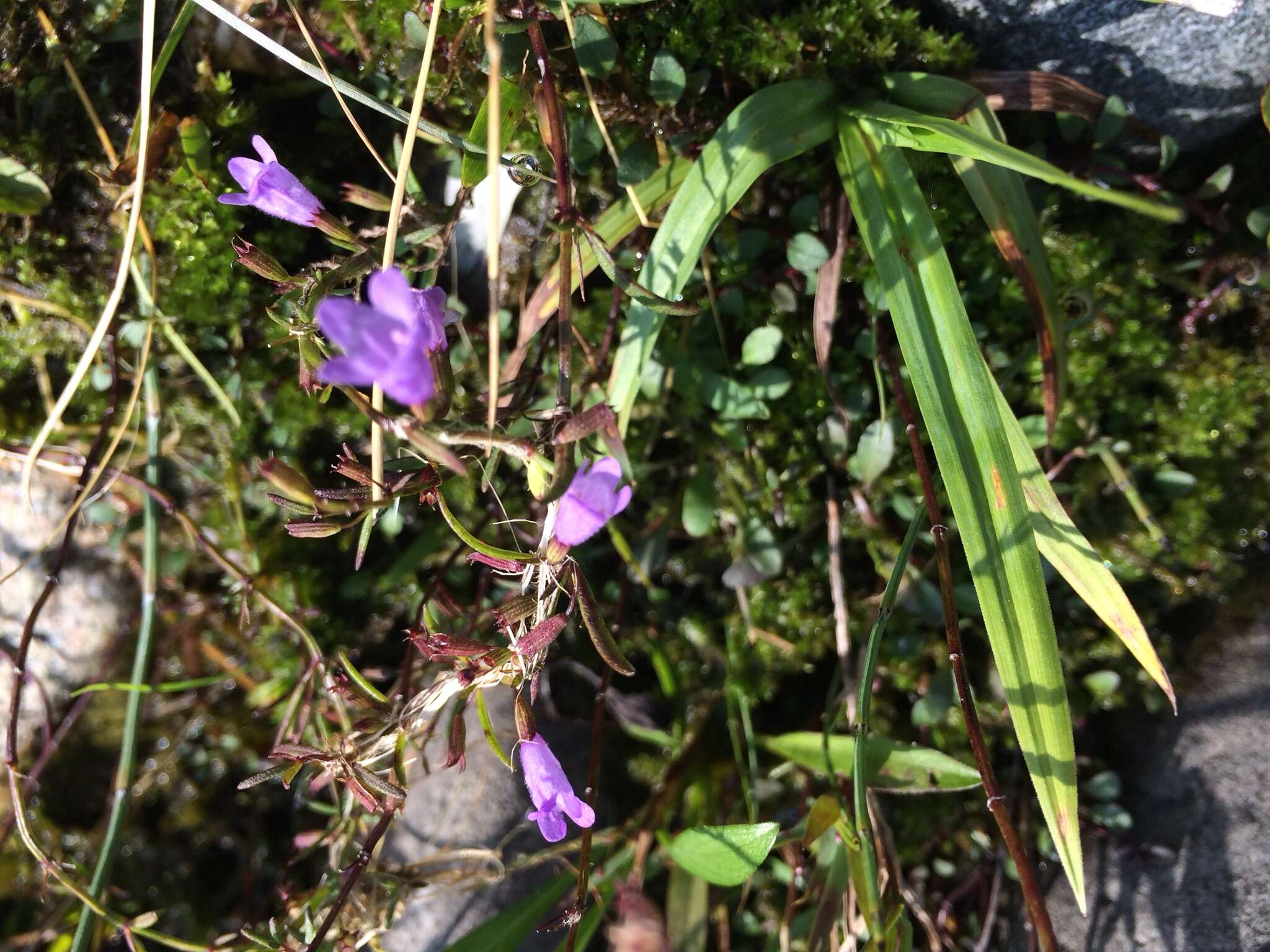 Image of smallflower false foxglove