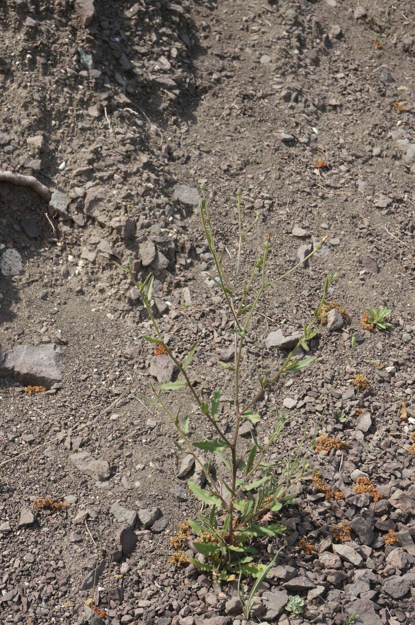 Image of smallflower oxtongue