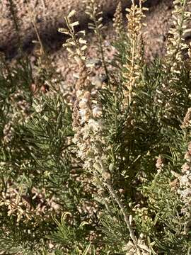 Image of Reseda stenostachya Boiss.