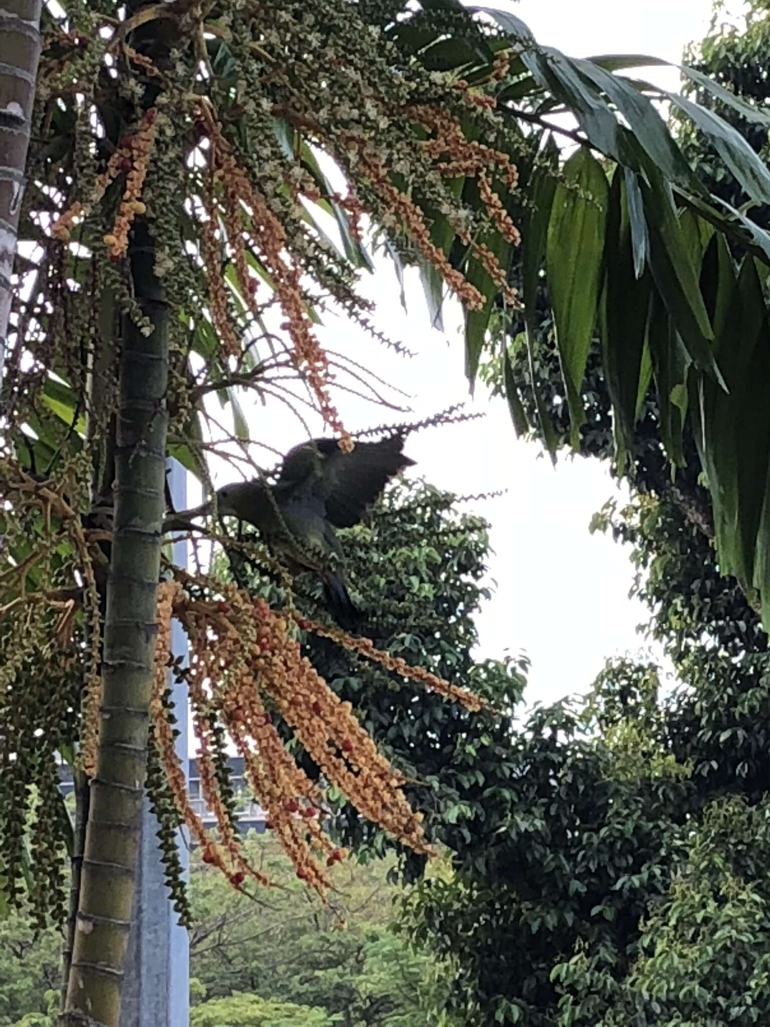 Image of Pink-necked Green Pigeon