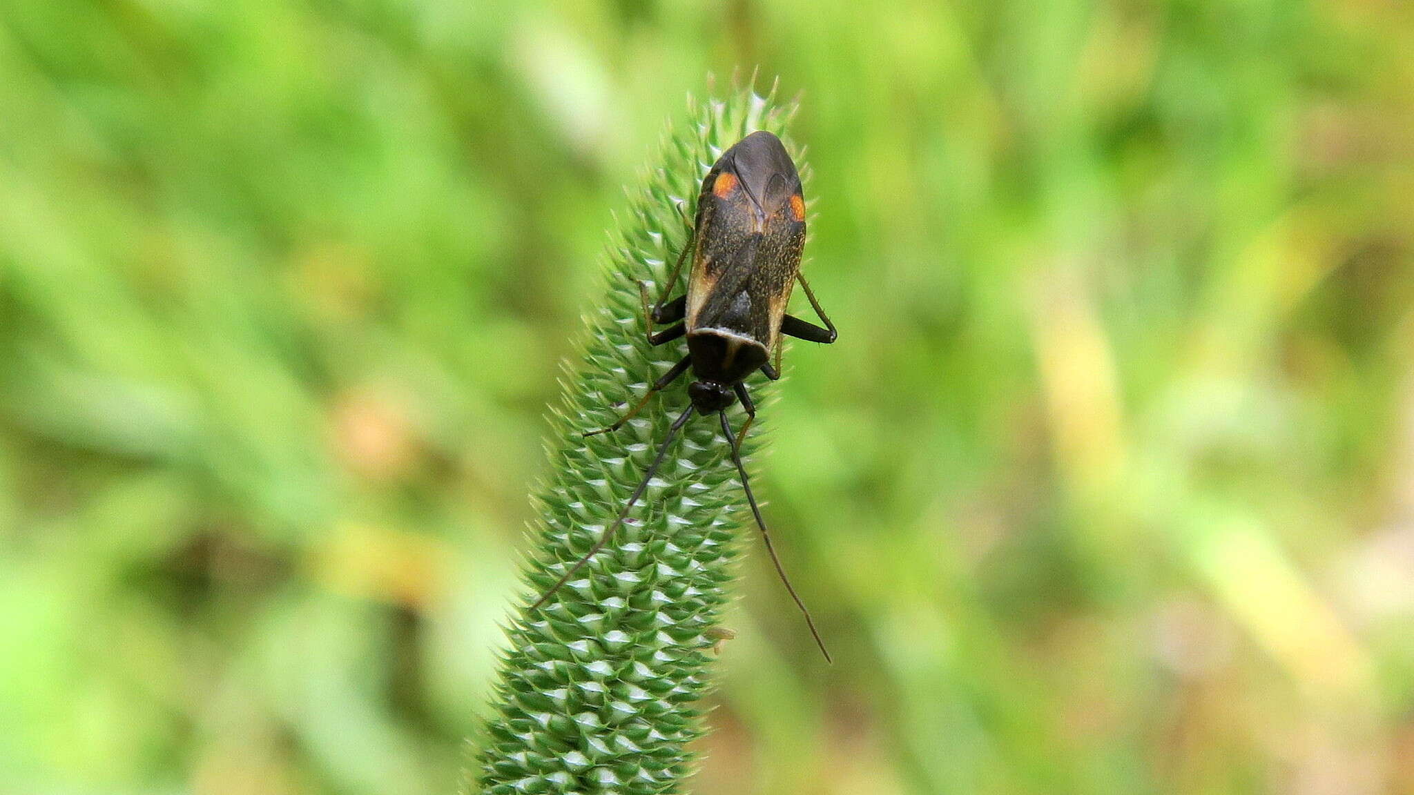 Adelphocoris seticornis (Fabricius 1775)的圖片