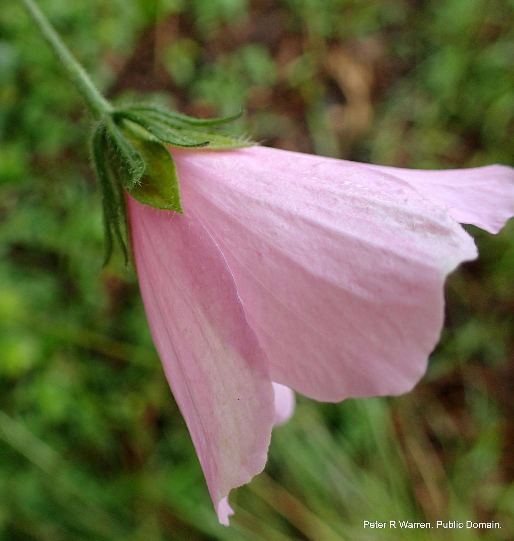 Image of Forest pink hibiscus