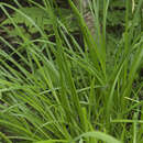 Image de Carex augustinowiczii Meinsh.