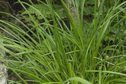 Image of Carex augustinowiczii Meinsh.