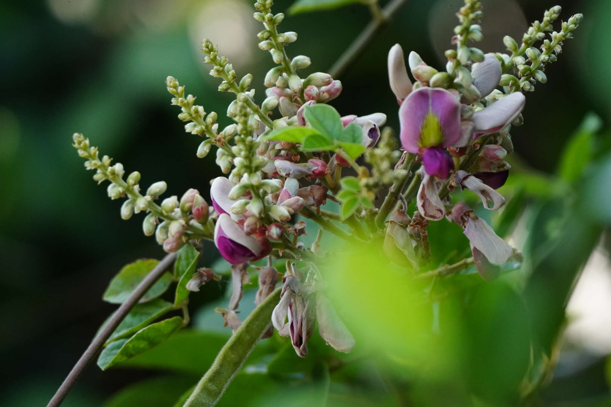 Image of Millettia nitida Benth.