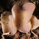 Image of Malvipezia emileia (Cooke) Van Vooren