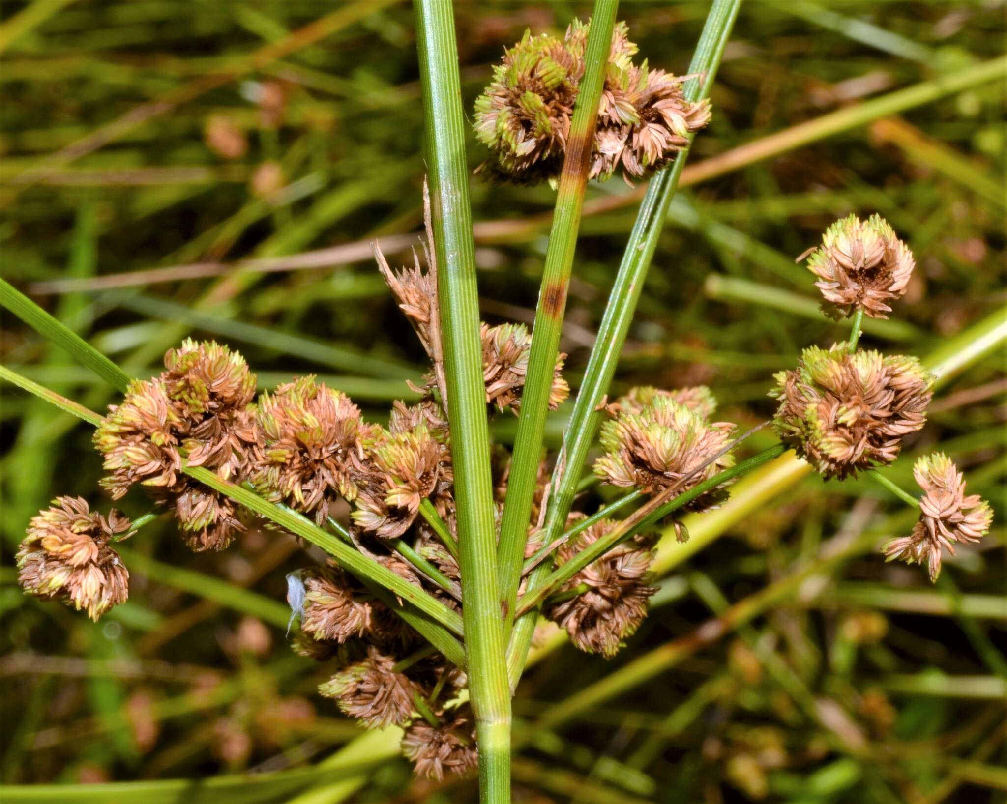 Image of Marsh Flat Sedge