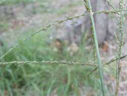 Image of Digitaria parviflora (R. Br.) Hughes