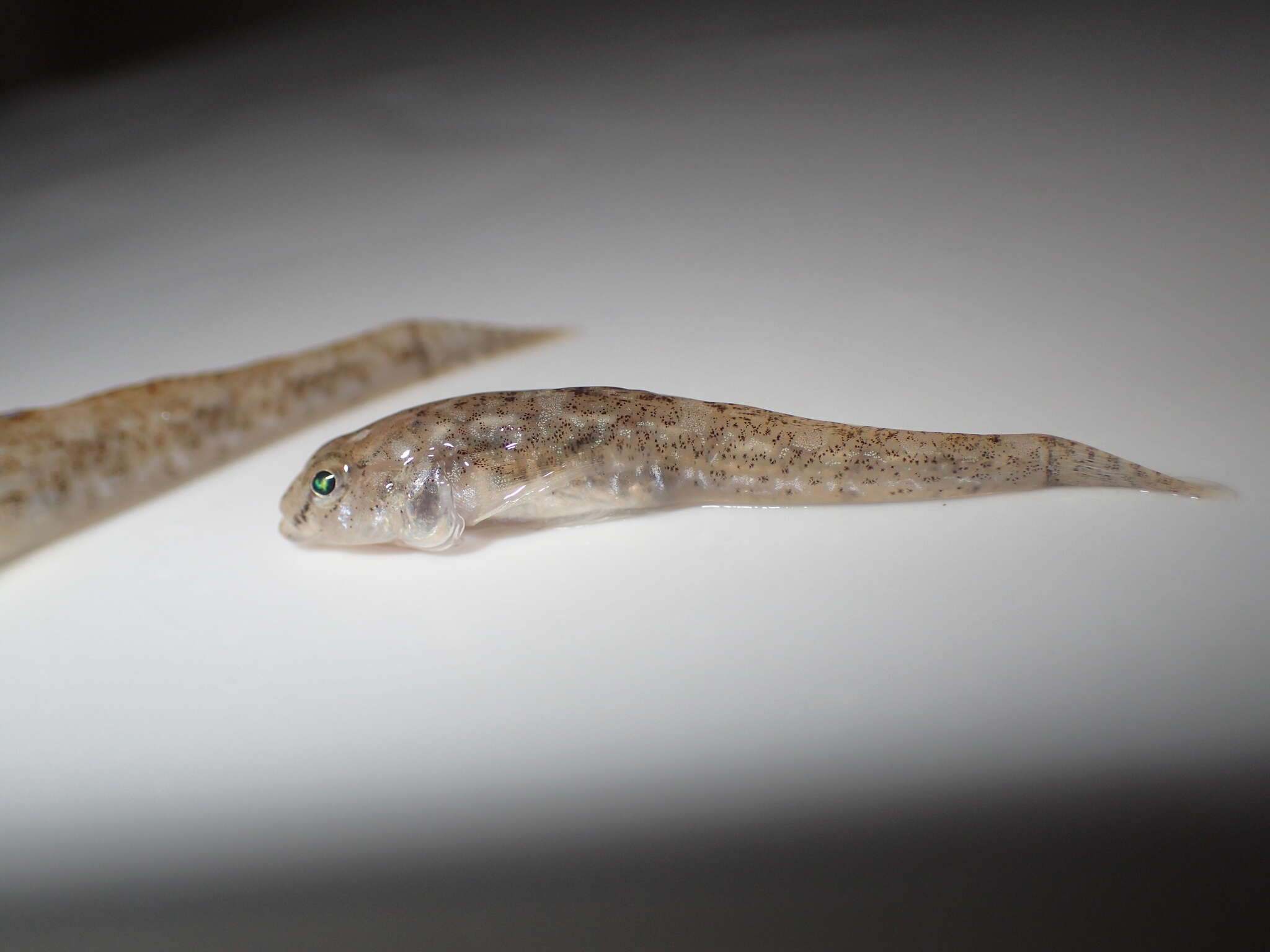 Image of Common Goby