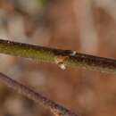 Oxalis rubricallosa Oberl., Dreyer & Roets resmi