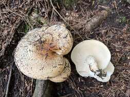 Image of Hygrophorus tennesseensis A. H. Sm. & Hesler 1939